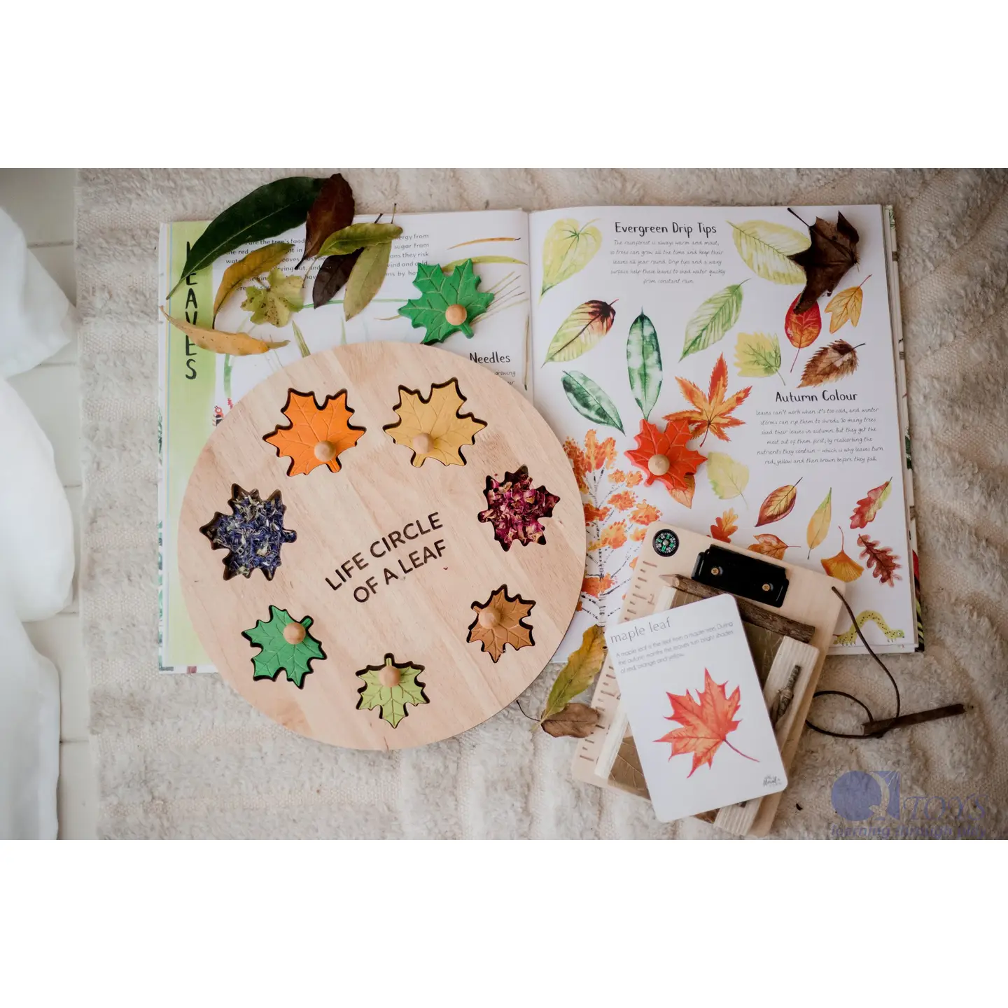 Leaf Circle Of Life puzzel – houten educatief speelgoed natuur - Afbeelding 2